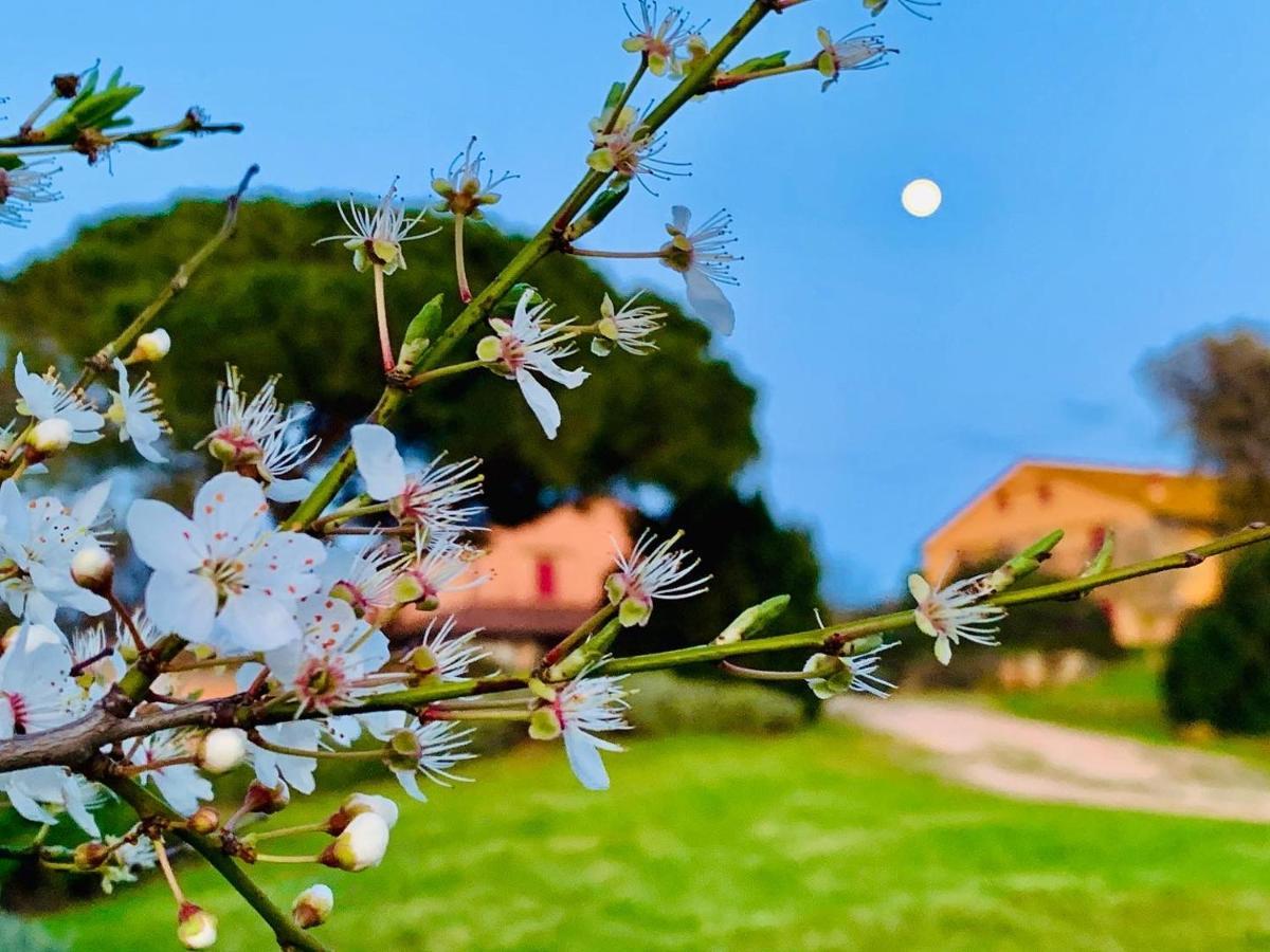 Tenuta Agricola Fraschiera Villa Massa Marittima Kültér fotó